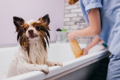 Pet Grooming and Pet Sitting Insurance in Tacoma, WA by W Insurance Group