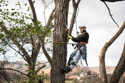 Tree Trimming Insurance in Tacoma, WA by W Insurance Group